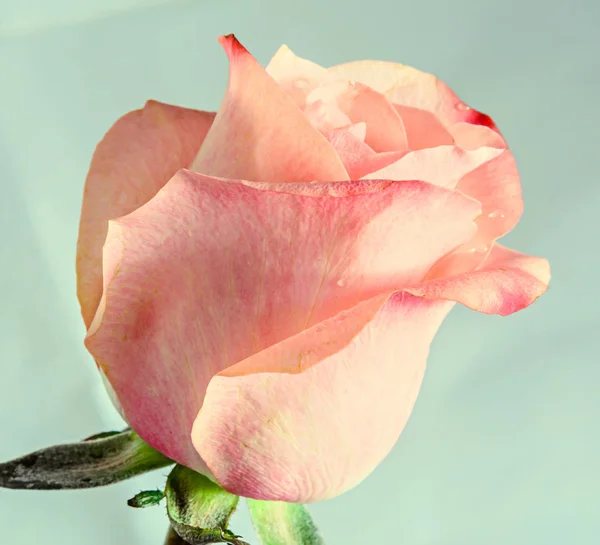 ピンク オレンジのバラの花、パターンの花びらをクローズ アップ — ストック写真