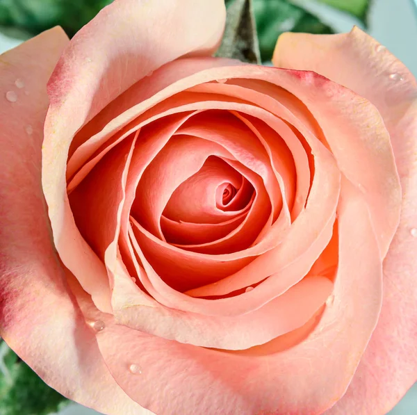 Pink orange rose flower, pattern petals, close up — Stock Photo, Image