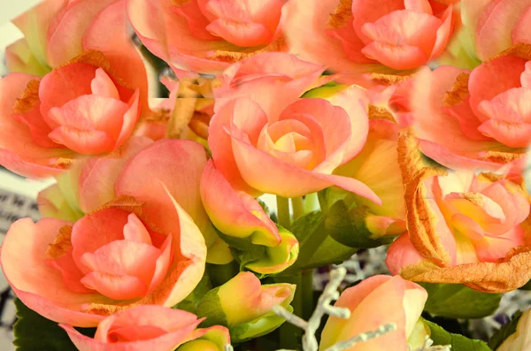 Orange Begonia blommor, blomsterarrangemang, närbild — Stockfoto