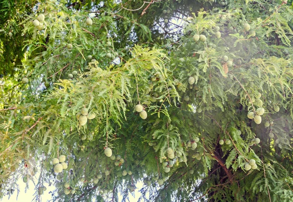 Cono de pino verde bebé, semillas, agujas de rama, primer plano al aire libre — Foto de Stock