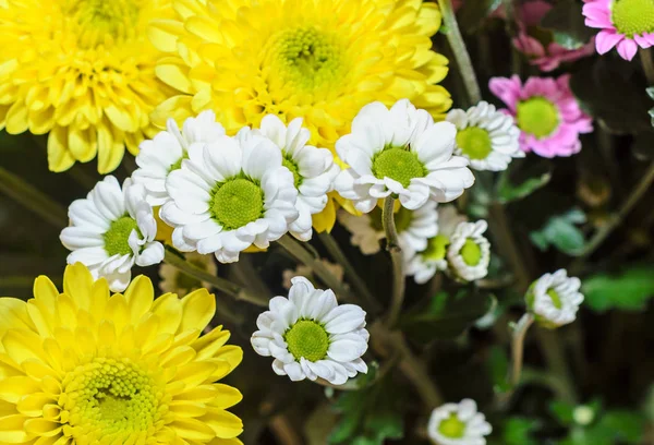 Mauve e amarelo crisântemos buquê flores, arranjo floral — Fotografia de Stock