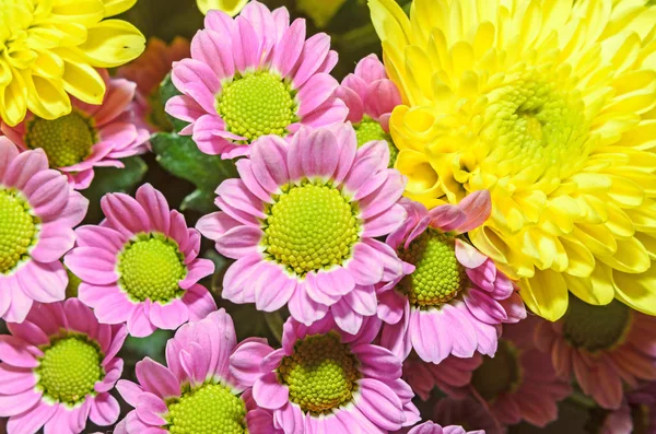 Flores de ramo de crisantemos malva y amarillo, arreglo floral — Foto de Stock