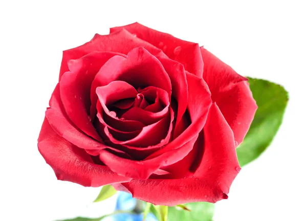 Dark red rose flower, pattern petals, close up Royalty Free Stock Photos