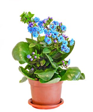 Blue Calandiva flowers, Kalanchoe clipart