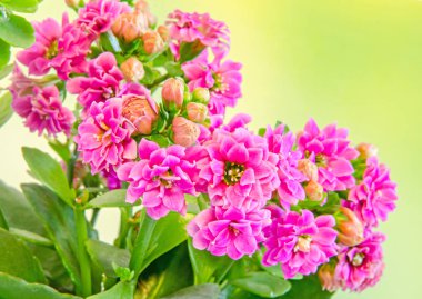 Pembe Calandiva çiçekler, aranjmani, Aile Crassulaceae, yakın çekim