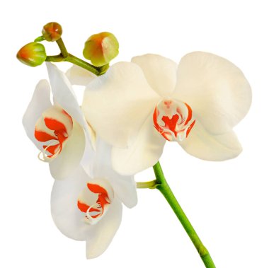 Beyaz dal orkide çiçek tomurcukları, Salepgiller, Phalaenopsis