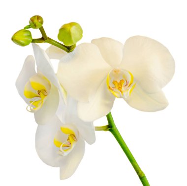 Beyaz dal orkide çiçek tomurcukları, Salepgiller, Phalaenopsis
