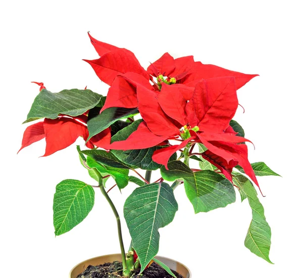 La poinsettia (Euphorbia pulcherrima) con follaje rojo y verde —  Fotos de Stock