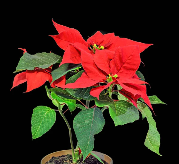 The poinsettia (Euphorbia pulcherrima) with red and green foliage — Stock Photo, Image