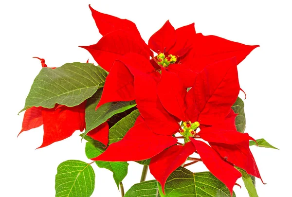 La poinsettia (Euphorbia pulcherrima) con follaje rojo y verde — Foto de Stock