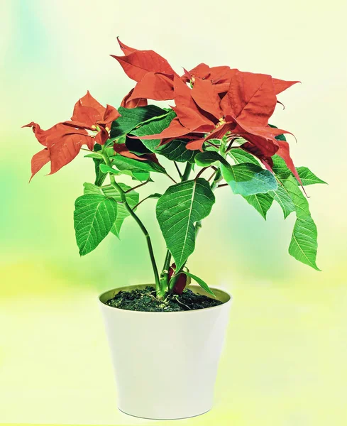 The poinsettia (Euphorbia pulcherrima) with red and green foliage — Stock Photo, Image