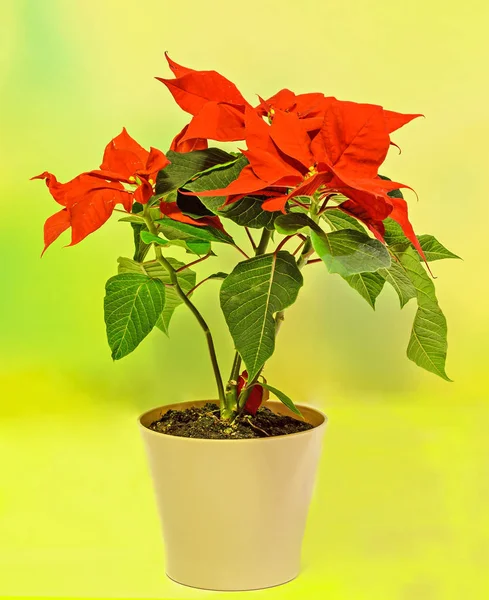 The poinsettia (Euphorbia pulcherrima) with red and green foliage — Stock Photo, Image