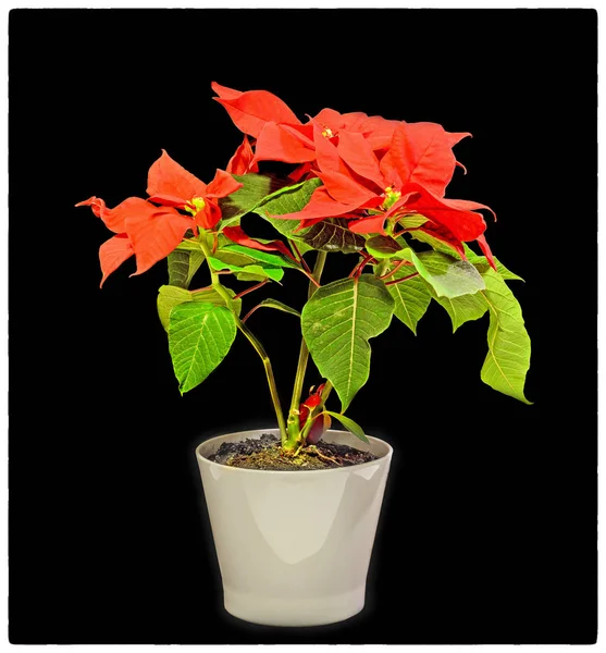 The poinsettia (Euphorbia pulcherrima) with red and green foliage — Stock Photo, Image