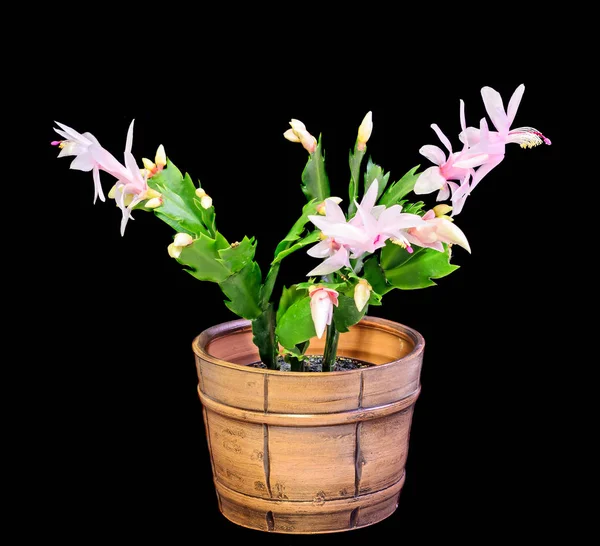 Schlumbergera rose, blanc, cactus de Noël — Photo