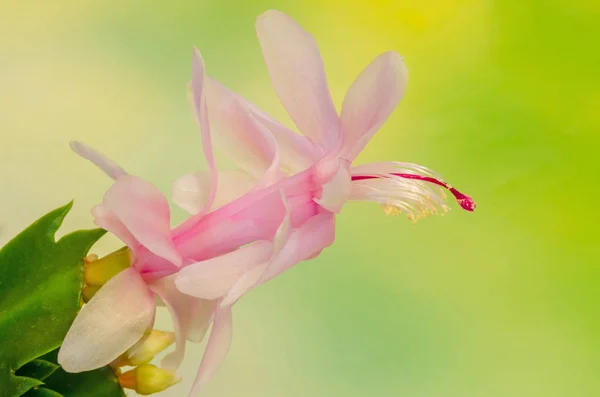 Pink, white Schlumbergera, Christmas cactus