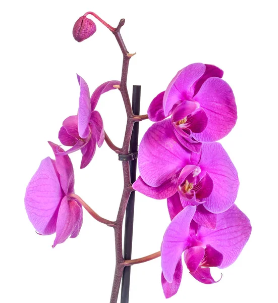 Purple branch orchid  flowers, Orchidaceae, Phalaenopsis — Stock Photo, Image