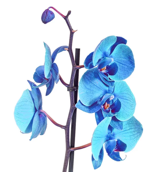 Kék ág orchidea virágok, Orchidaceae, Phalaenopsis — Stock Fotó