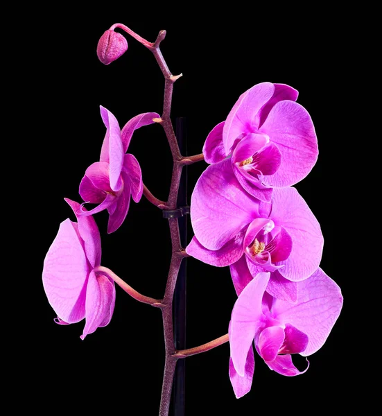 Rózsaszín ág orchidea virágok, Orchidaceae, Phalaenopsis — Stock Fotó