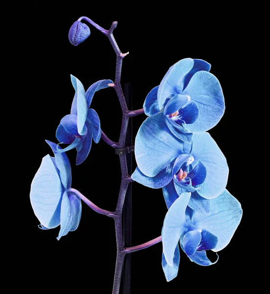 Kék ág orchidea virágok, Orchidaceae, Phalaenopsis — Stock Fotó