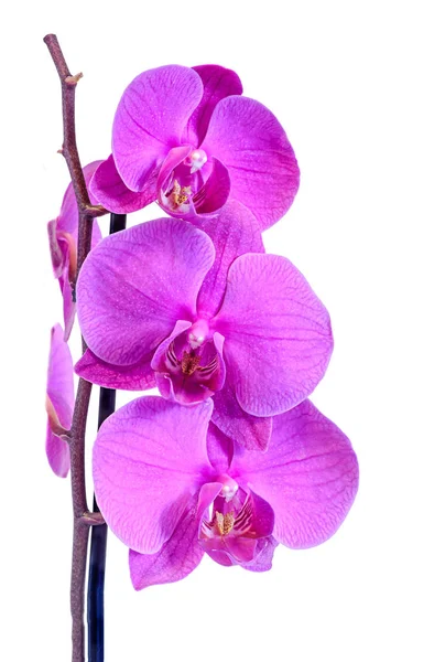 Lila ág orchidea virágok, Orchidaceae, Phalaenopsis — Stock Fotó