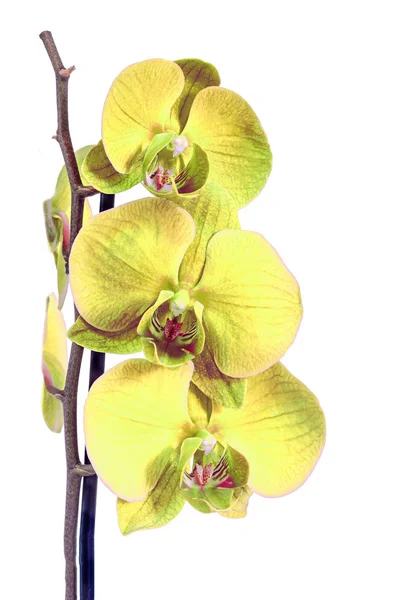 Orchidée à branches jaunes, Orchidacées, Phalaenopsis — Photo