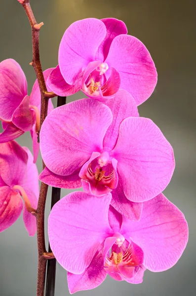 Flores de orquídea de rama púrpura, Orchidaceae, Phalaenopsis — Foto de Stock