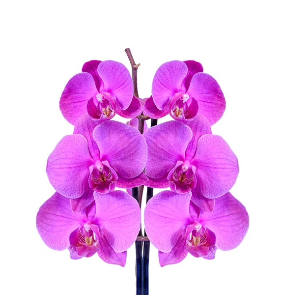 Pink branch orchid  flowers, Orchidaceae, Phalaenopsis — Stock Photo, Image