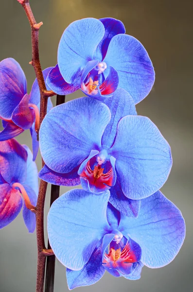 Flores de orquídea de rama azul, Orchidaceae, Phalaenopsis — Foto de Stock
