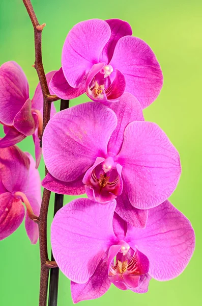 Flores de orquídea de rama rosa, Orchidaceae, Phalaenopsis — Foto de Stock