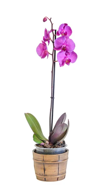 Flores rosa da orquídea do ramo em um vaso do vintage, Orchidaceae, Phal — Fotografia de Stock
