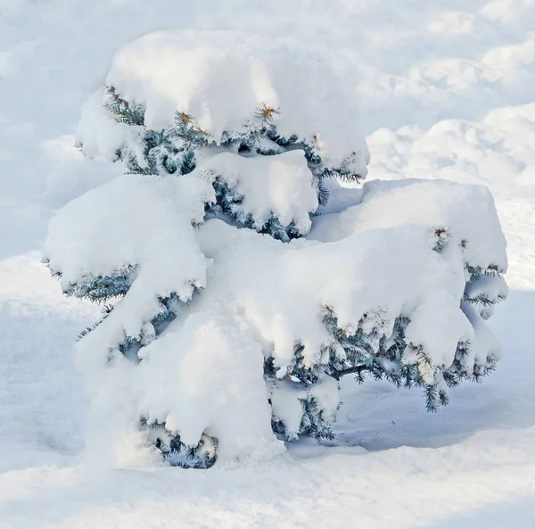 Pinheiro coberto de neve, parque público — Fotografia de Stock