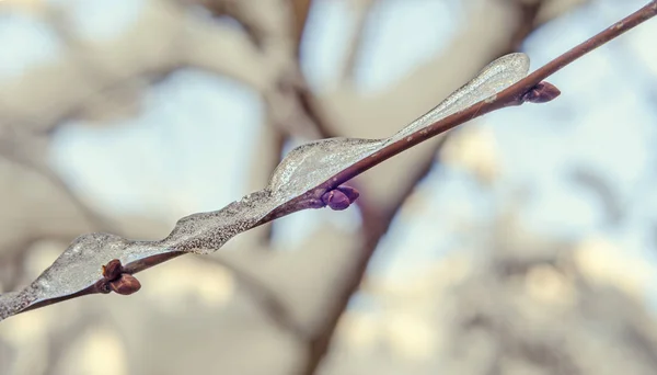 Äste mit Schnee und Eis bedeckt — Stockfoto