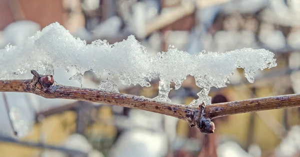 Ramos de árvores cobertos de neve e gelo — Fotografia de Stock