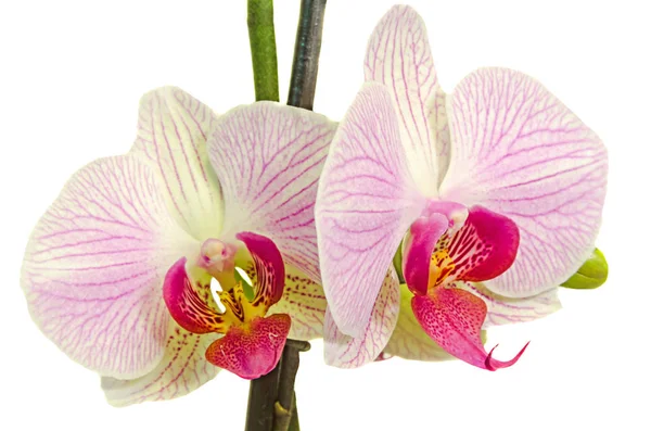 Pink branch orchid  flowers with green leaves, Orchidaceae, Phal — Stock Photo, Image