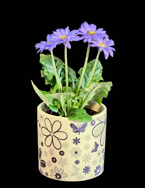 Blaue Gerbera Blüten, grüne Blätter, Blumentopf, isoliert. — Stockfoto
