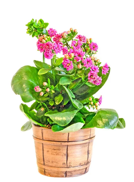 Rosa Calandiva-Blüten, Kalanchoe, Familie Crassulaceae, Nahaufnahme — Stockfoto