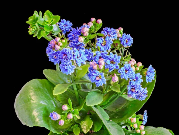 Flores de calandiva azul, Kalanchoe —  Fotos de Stock