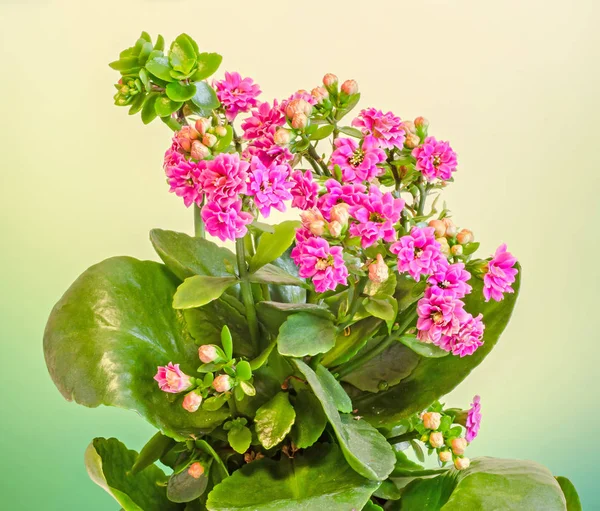 Rosa Calandiva flores, Kalanchoe, familia Crassulaceae, primer plano — Foto de Stock