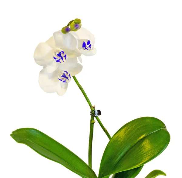 Weiße Zweig-Orchideenblüten mit Knospen, Orchideen, Phalaenopsis — Stockfoto