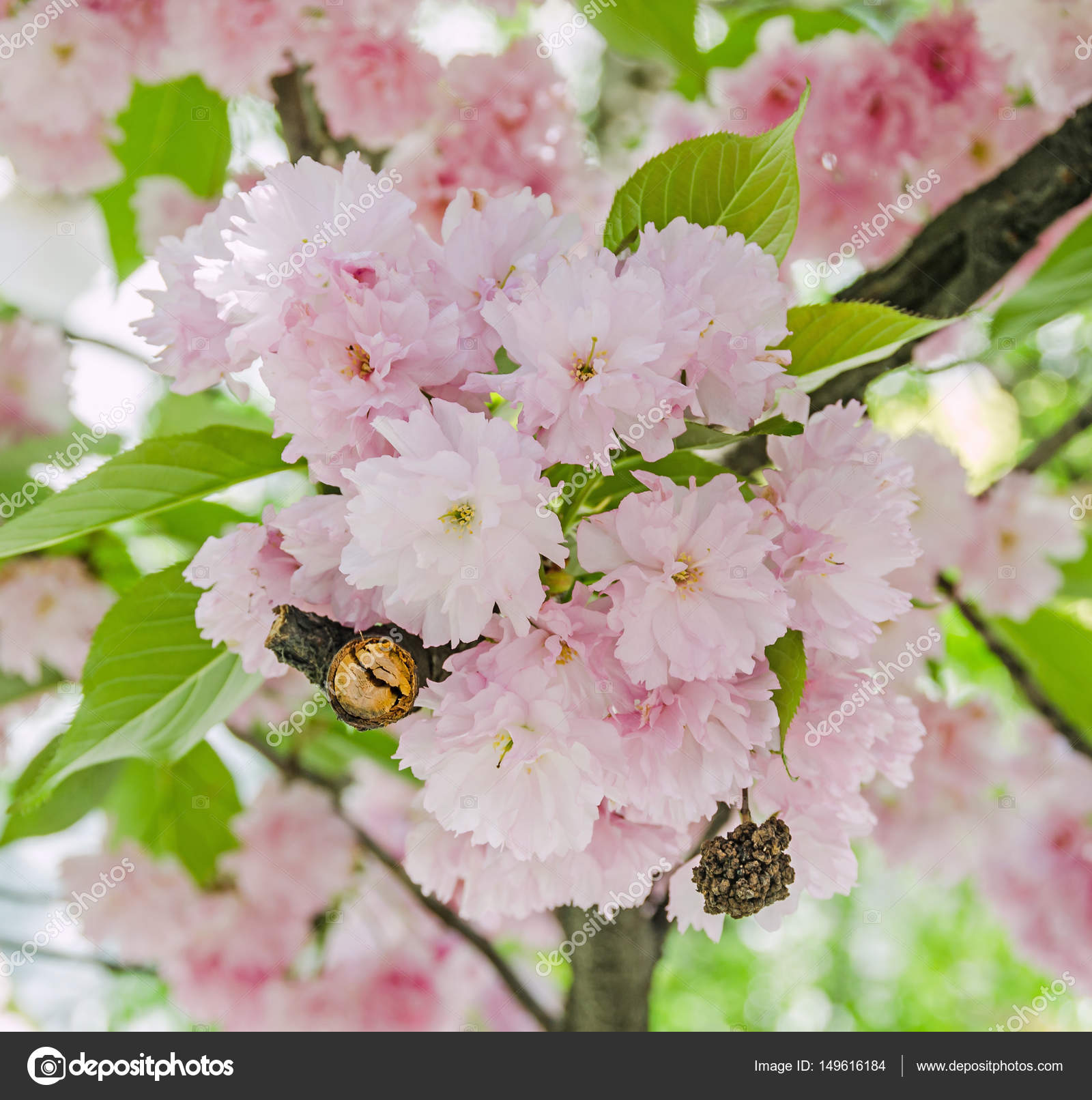 プルナスの Serrulata 寒山 枝花のピンクの木の花 ストック写真 C Ncristian