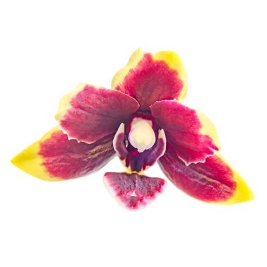 Mor dal orkide çiçek tomurcukları, Salepgiller, Phalaenopsi