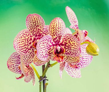 Renkli dal orkide çiçek tomurcukları, Salepgiller, Phalaenops