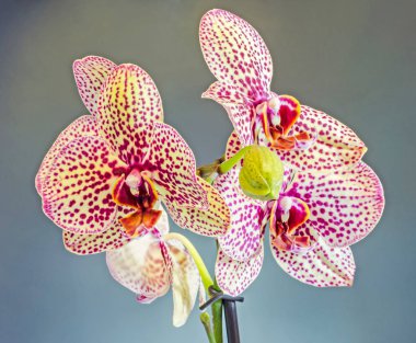 Renkli dal orkide çiçek tomurcukları, Salepgiller, Phalaenops