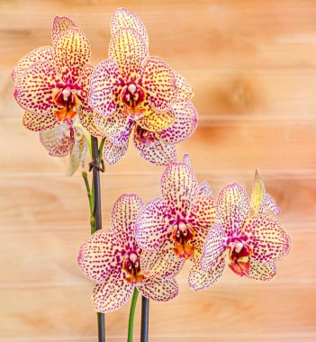 Renkli dal orkide çiçek tomurcukları, Salepgiller, Phalaenops