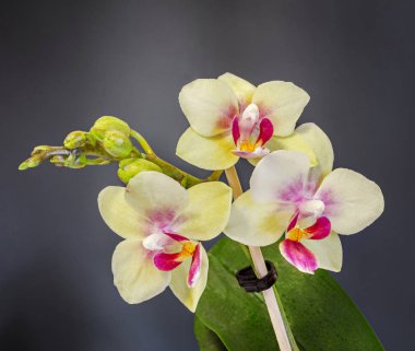 Sarı dal orkide çiçek tomurcukları, Salepgiller, Phalaenopsis