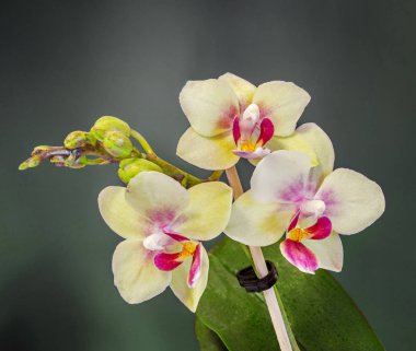 Sarı dal orkide çiçek tomurcukları, Salepgiller, Phalaenopsis