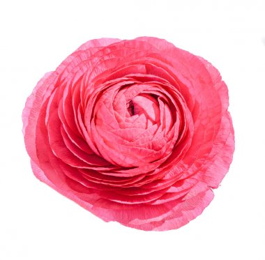 Kırmızı Düğünçiçeği çiçek, Düğün çiçeğigiller aile.