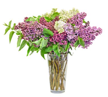 Mor, pembe ve beyaz Syringa vulgaris (Lila veya ortak leylak) 