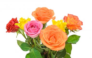 Canlı renkli (kırmızı, sarı, turuncu, beyaz) gül çiçek