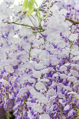 Leylak rengi Wisteria sinensis (Çin wisteria), Glicina ağaç çiçek